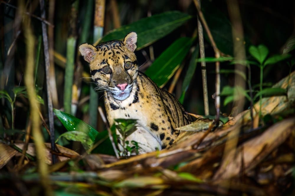 Clouded leopards dwell in the cloud forests of Southeast Asia and are one of the most ancient cat species